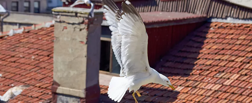 Residential Chimney Animal Removal Solution in Gilroy, CA