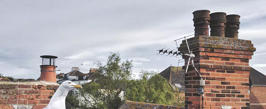 Chimney Cleaning And Restoration in Gilroy, California
